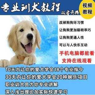 唐伟敏训犬教程-训狗教程,专业训狗视频教程-创业信息网